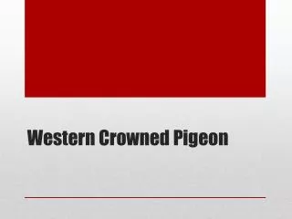 western crowned pigeon
