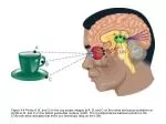 Magnification Factor - slide 1