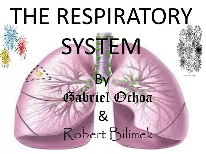 the respiratory system