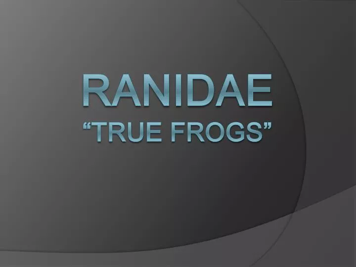 ranidae true frogs