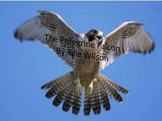 The Peregrine Falcon By Kyle Wilson