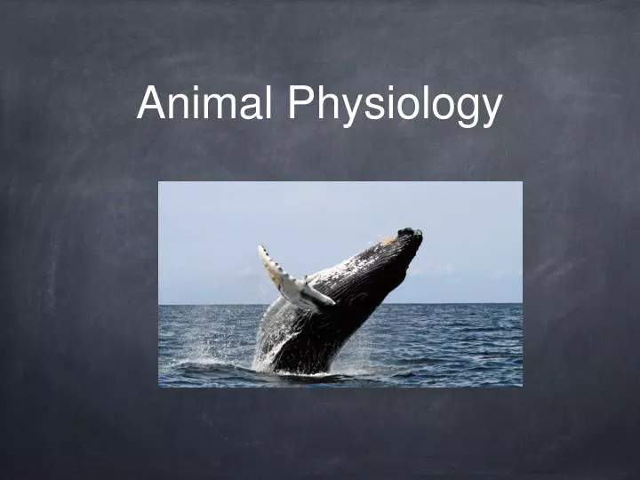 animal physiology