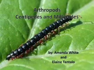 Arthropods Centipedes and Millipedes