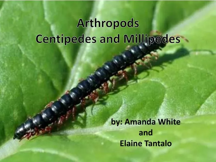 arthropods centipedes and millipedes