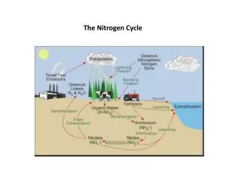 the nitrogen cycle