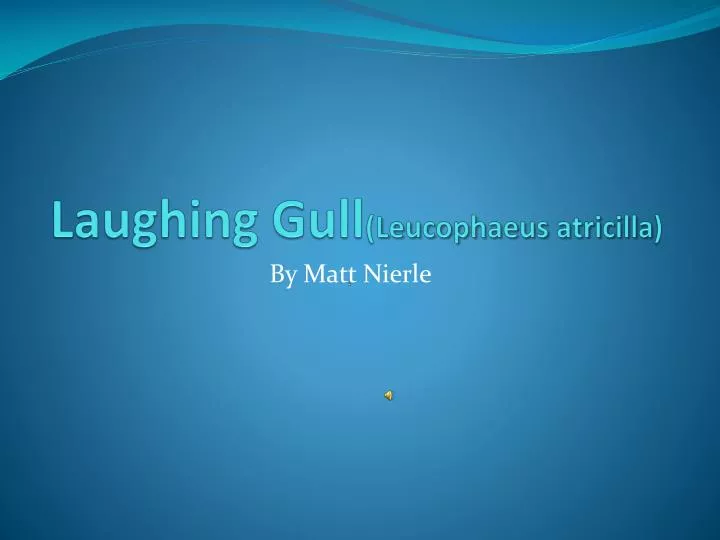 laughing gull leucophaeus atricilla