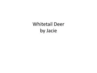 Whitetail Deer by Jacie