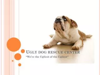 Ugly dog rescue center