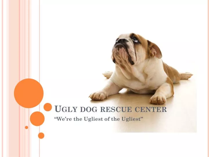 ugly dog rescue center