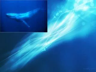 The blue whale lives in ocean water around the world.