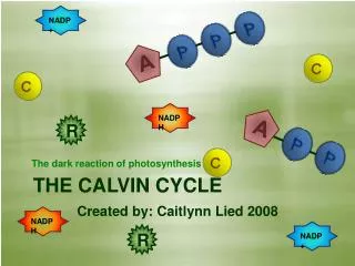 THE CALVIN CYCLE Created by: Caitlynn Lied 2008