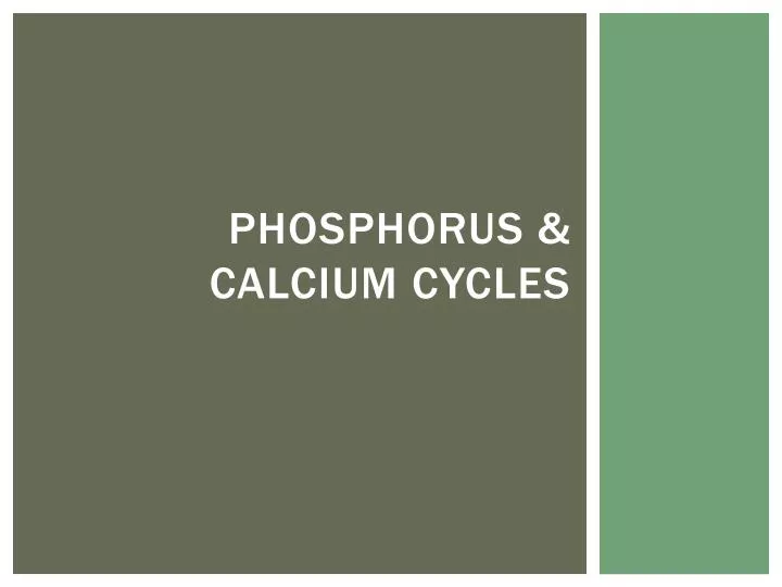 phosphorus calcium cycles