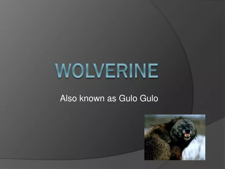 also known as gulo gulo