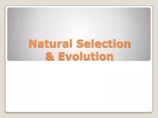 Natural Selection &amp; Evolution