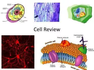 Cell Review