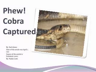 Phew! Cobra Captured