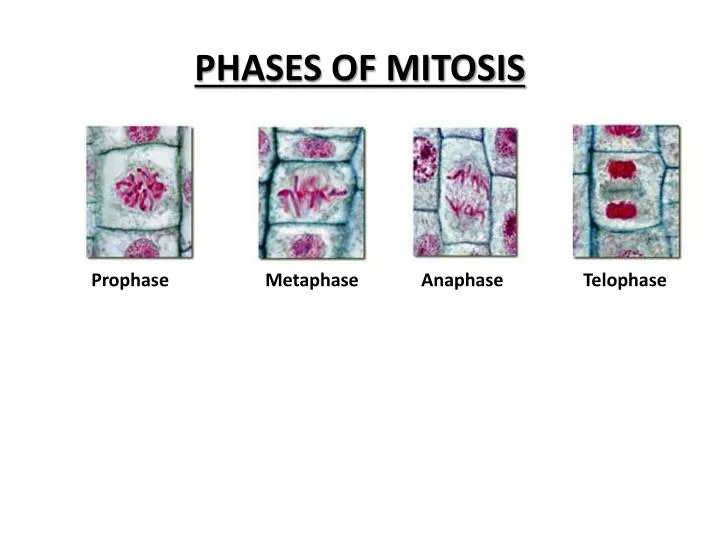 phases of mitosis