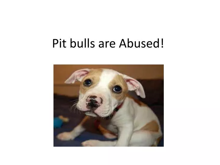 pit bulls are abused