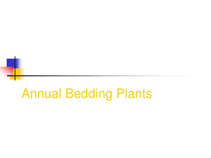 annual bedding plants