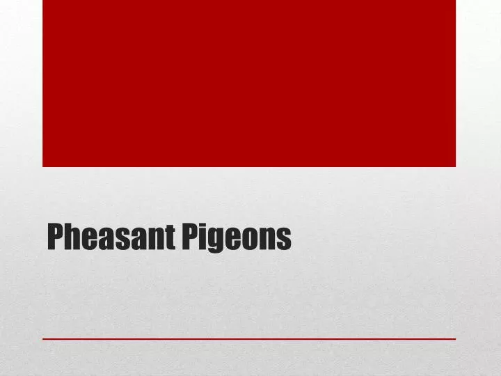 pheasant pigeons