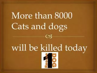 More than 8000 Cats and dogs will be killed today