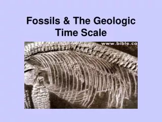 fossils the geologic time scale