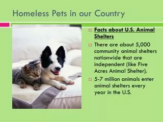 Homeless Pets in our Country