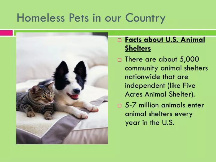 homeless pets in our country