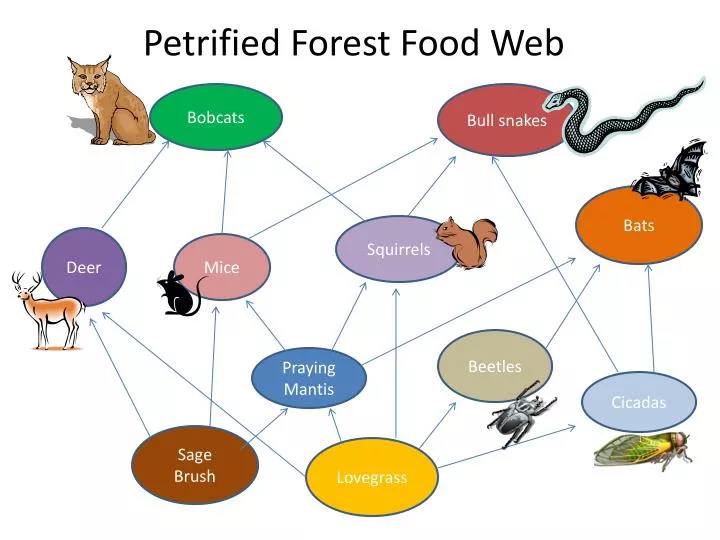 petrified forest food web
