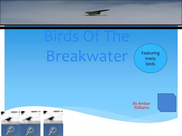 birds of the breakwater
