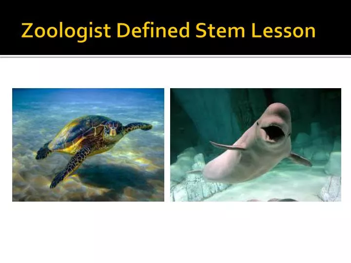 zoologist defined stem lesson