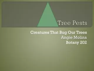 tree pests