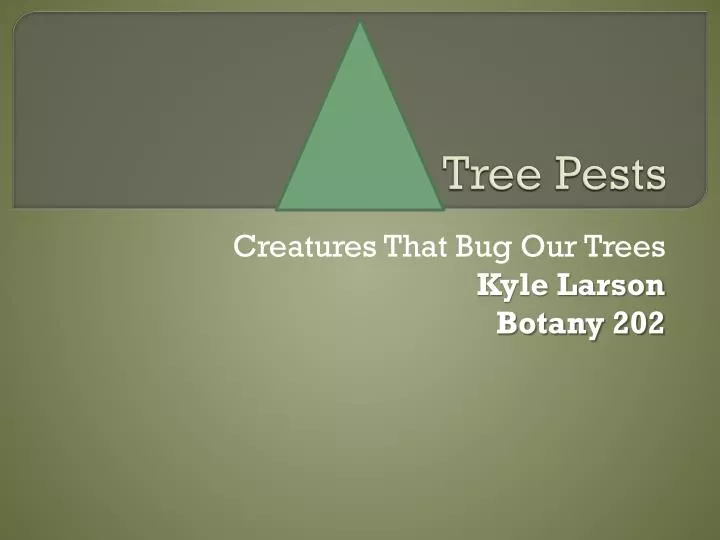 tree pests