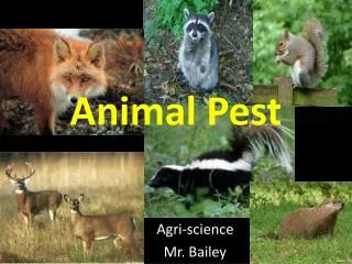 Animal Pest