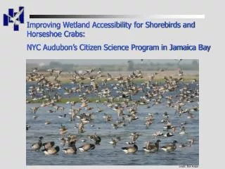 Improving Wetland Accessibility for Shorebirds and Horseshoe Crabs:
