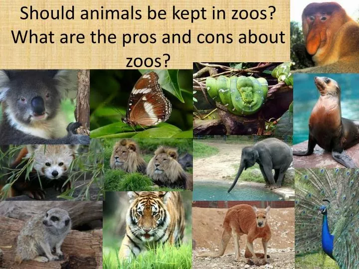 should animals be kept in zoos what are the pros and cons about zoos