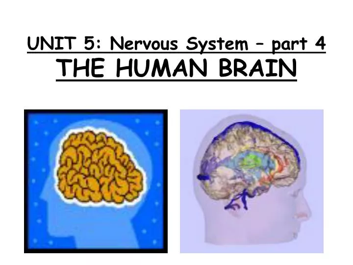 unit 5 nervous system part 4 the human brain