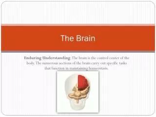 The Brain