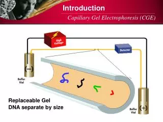 Capillary Gel Electrophoresis (CGE)