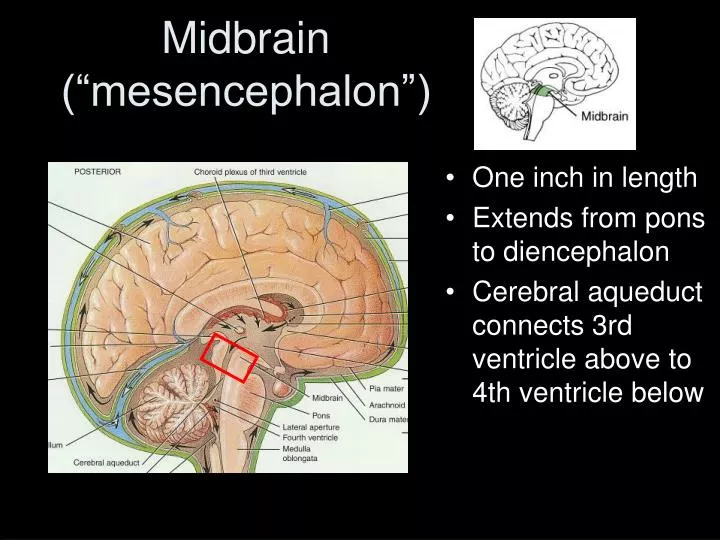 midbrain mesencephalon