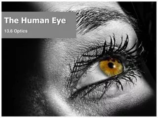 The Human Eye