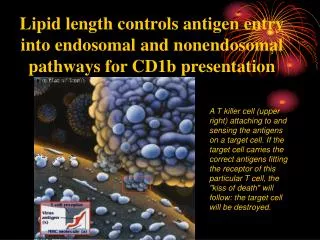Lipid length controls antigen entry into endosomal and nonendosomal pathways for CD1b presentation