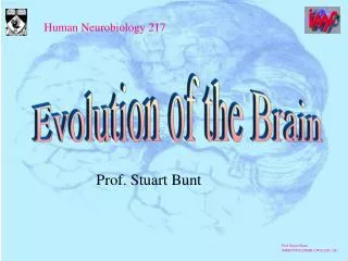 Prof. Stuart Bunt