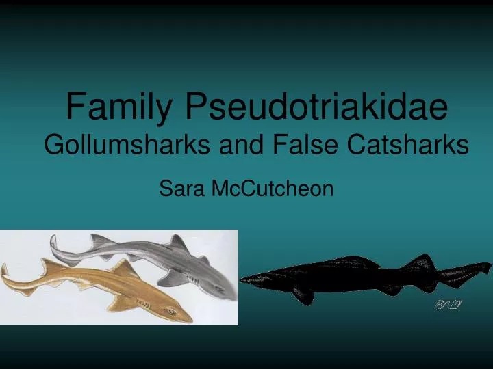 family pseudotriakidae gollumsharks and false catsharks