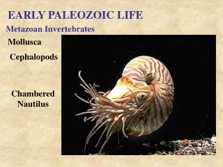 EARLY PALEOZOIC LIFE