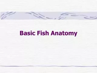 Basic Fish Anatomy
