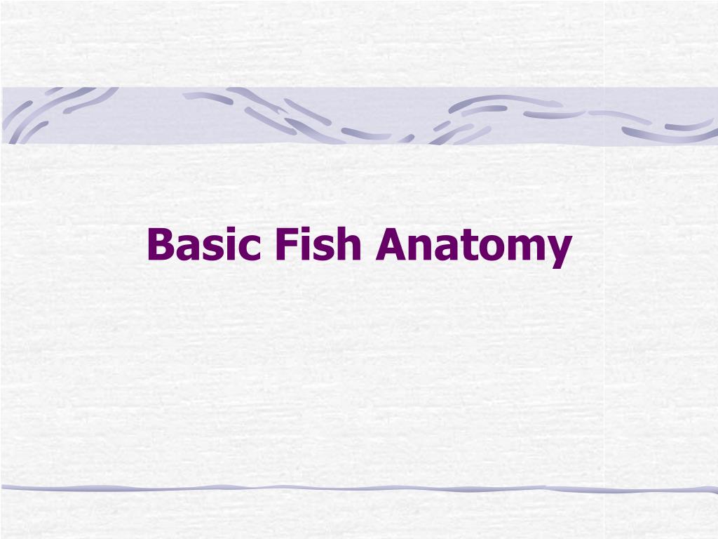 PPT - Basic Fish Anatomy PowerPoint Presentation, free download - ID ...