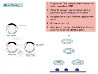 Gene Cloning