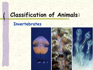 Classification of Animals:
