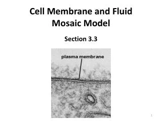 Cell Membrane and Fluid Mosaic Model